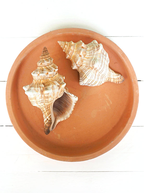 Stripey Beige Trapezium Conch Shell